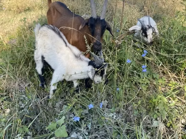 Ziege, Czech Brown Shorthaired goats