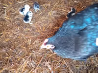 Chickens — photo 6