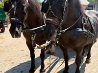 حصان, Hungarian horse breed — الصورة 1