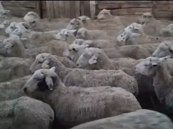 نعجة, Karakachan sheep — كازاخستان