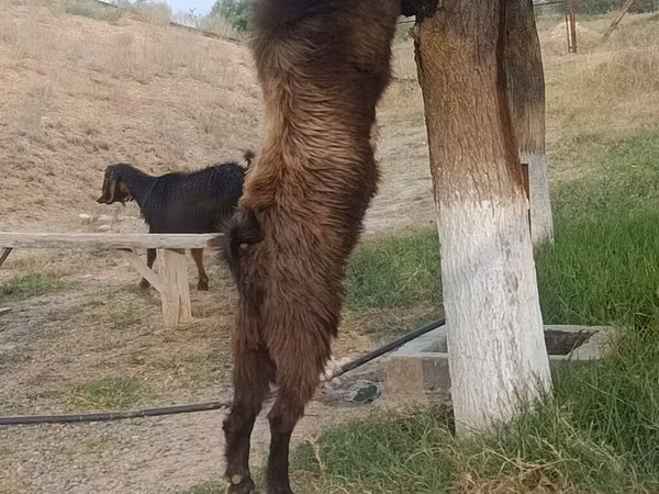 تيس, Nubian Goat