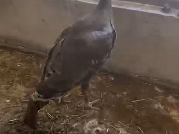 Turkeys — Kirgisistan