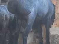 كبش, Hissar sheep — الصورة 2