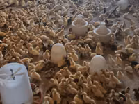 Ducks — الصورة 4