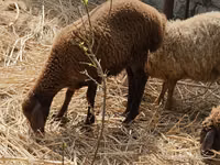 Schafe (Partie, Geschlecht nicht angegeben), Karabakh sheep — Foto 1