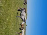 Stute, Kazakh horse — Foto 1
