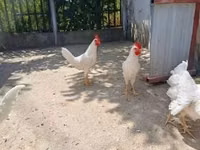 ليغهورن — الصورة 1