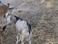 Ziege, Nubian Goat — Foto 7