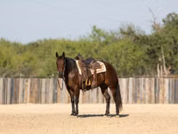 Mare, Quarter Horse — photo 8