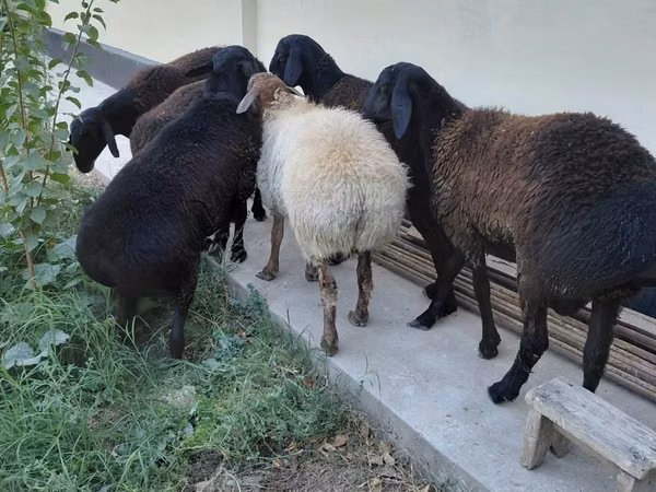 Кой, Койлор