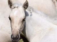 Stute, Quarter Horse — Foto 4