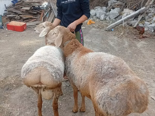 كبش, Arashan sheep
