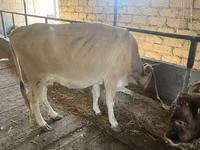 母牛, Simmental cattle — 照片 3