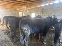 公牛, Aberdeen-Angus — 照片 3