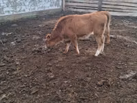 Kuh, Latvian Blue cattle — Foto 6