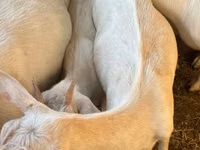 Ziege, Saanen goat — Foto 5