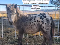 Ат, Америкалык миниатюралык ат — сүрөт 2