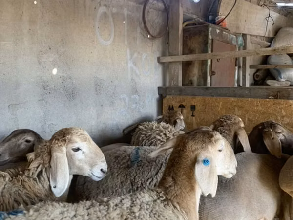Schaf, Arashan sheep