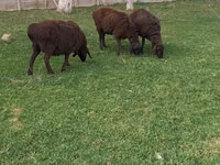 Ovejas (lote, sexo no especificado), Ovejas — foto 2
