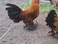 Bantam — Foto 3