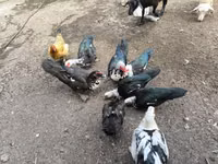 Ducks — Foto 1
