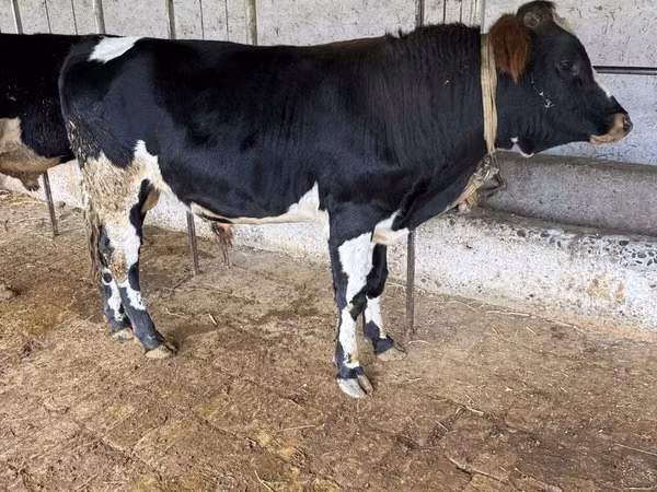 Bulle, Russian Black pied cattle