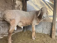 كبش, Arashan sheep — الصورة 5