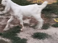 Ziegenbock, Beetal goats — Foto 4