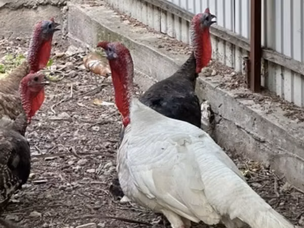 Turkeys — Kirgisistan