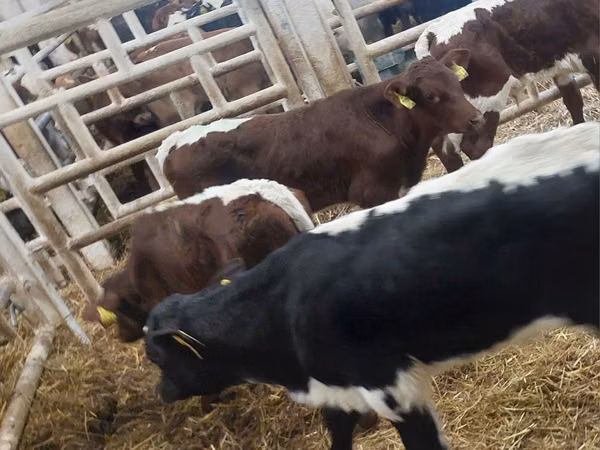 Bovinos (lote, sexo no especificado), Simmental cattle