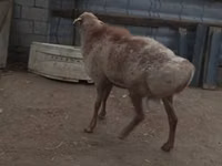 Widder, Hissar sheep — Foto 1