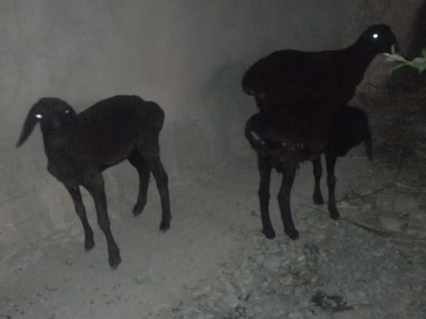Schaf, Karakul sheep