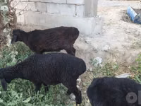 كبش, الأغنام — الصورة 7