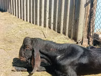 Ziegenbock, Kamori goats — Foto 3