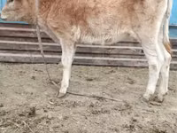 Сиыр, Simmental cattle — 4-сурет