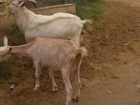 山羊（批次，未指定性别）, Goats — 照片 5