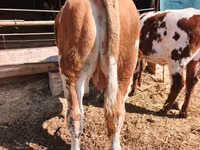 Bulle, Simmental cattle — Foto 3