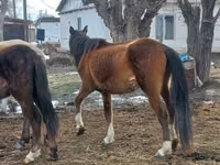 Бие, Kazakh horse — 3-сурет