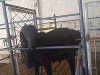 Ram, Sheep — photo 1