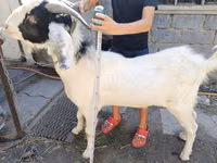 Ziegenbock, Nubian Goat — Foto 1