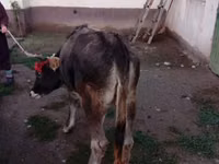 ثور, Swiss cattle — الصورة 3