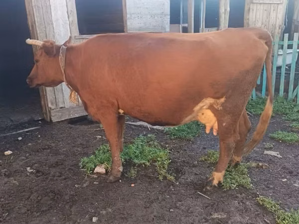 Сиыр, Latvian Blue cattle — Қазақстан