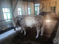 Бұқа, Simmental cattle — 1-сурет