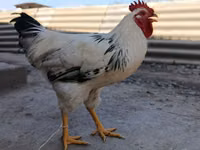 Adler Silver — Foto 1
