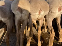 Schaf, Arashan sheep — Foto 4