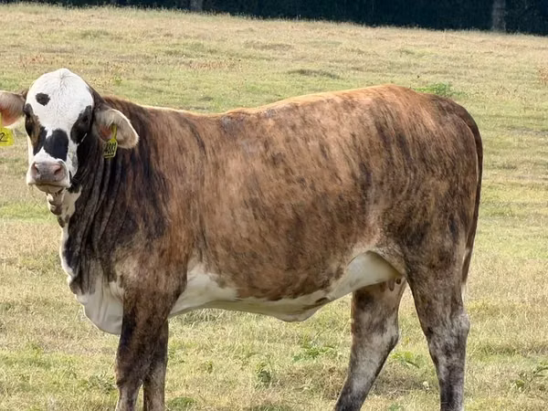 Vaca, Braford