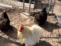 بيكين بانتام — الصورة 1