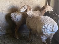 公羊, Rhon sheep — 照片 1
