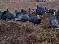 Turkeys — الصورة 2