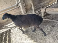 Widder, Rhon sheep — Foto 1